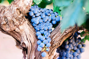 Omdat mooie druiven lekkere wijnen geven!